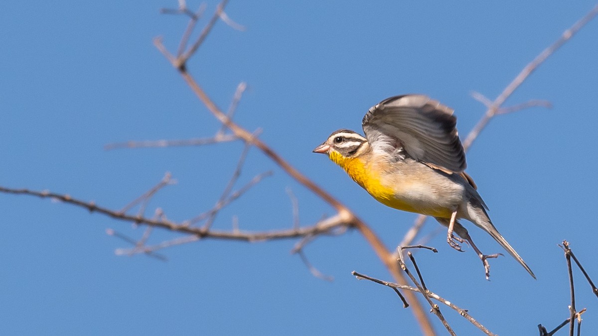 Golden-breasted Bunting - ML368416131
