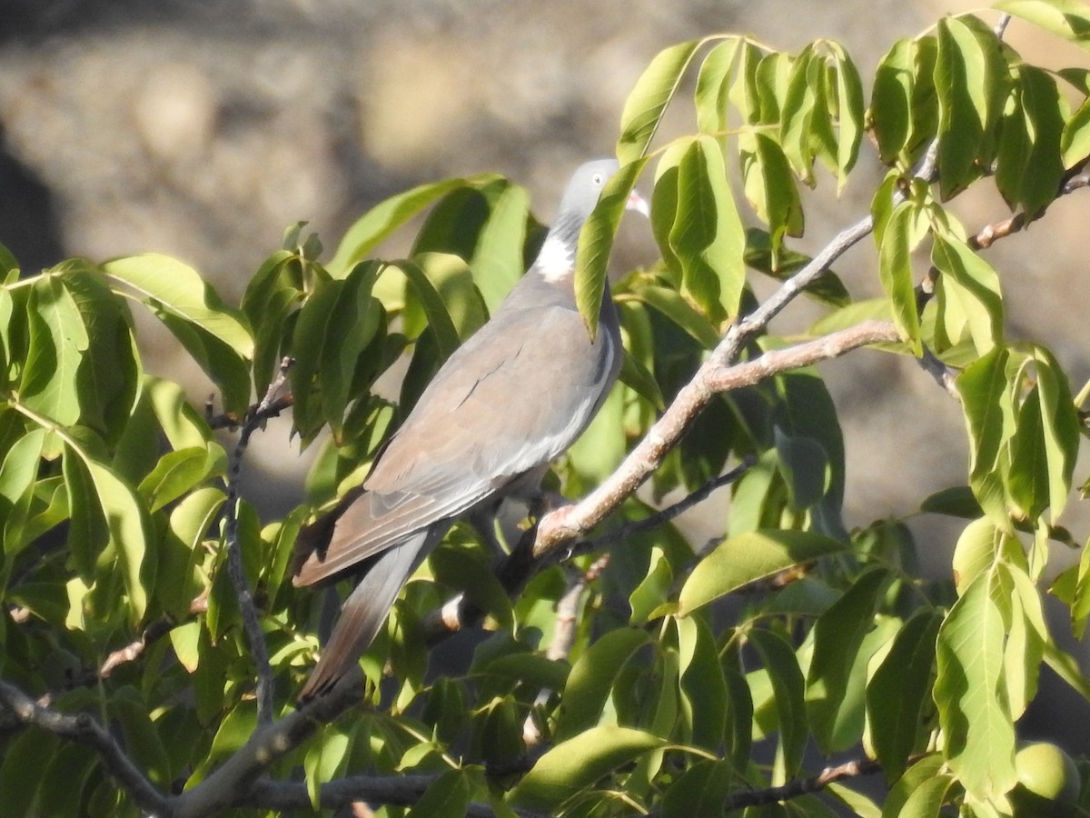 Common Wood-Pigeon - Mona Nahvi