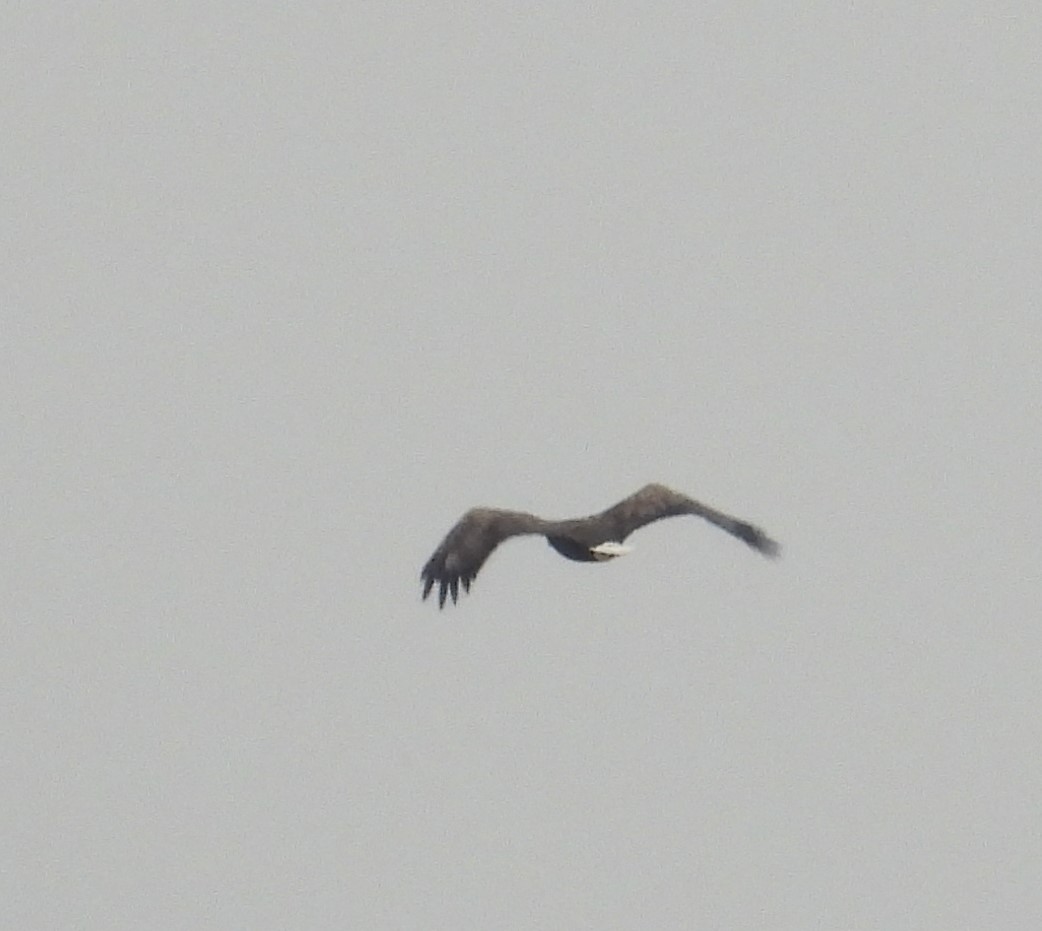 White-tailed Eagle - ML368421041