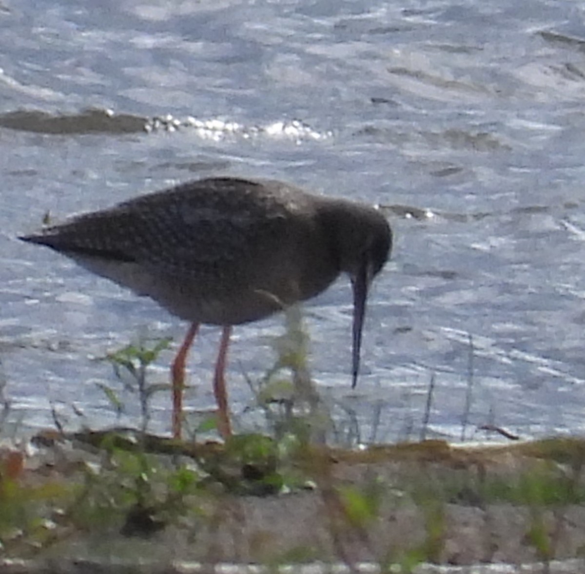 Spotted Redshank - ML368423901