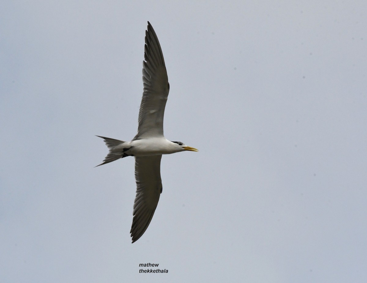 Great Crested Tern - mathew thekkethala