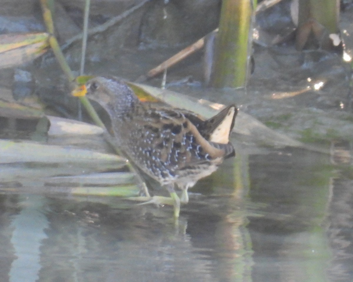 Spotted Crake - ML368429751