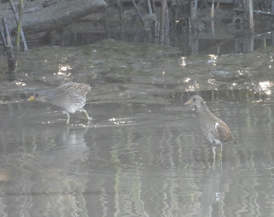 Spotted Crake - ML368430301