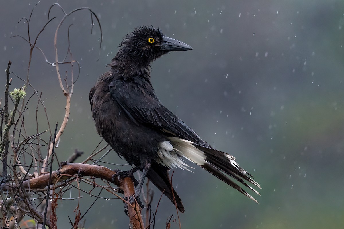 Pied Currawong - Terence Alexander