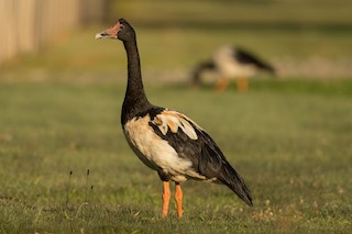 Magpie Goose, ML368438881