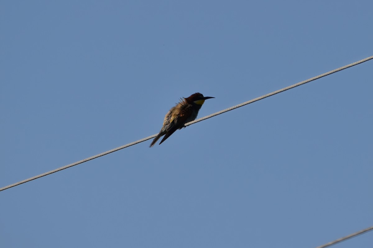 European Bee-eater - ML368439481