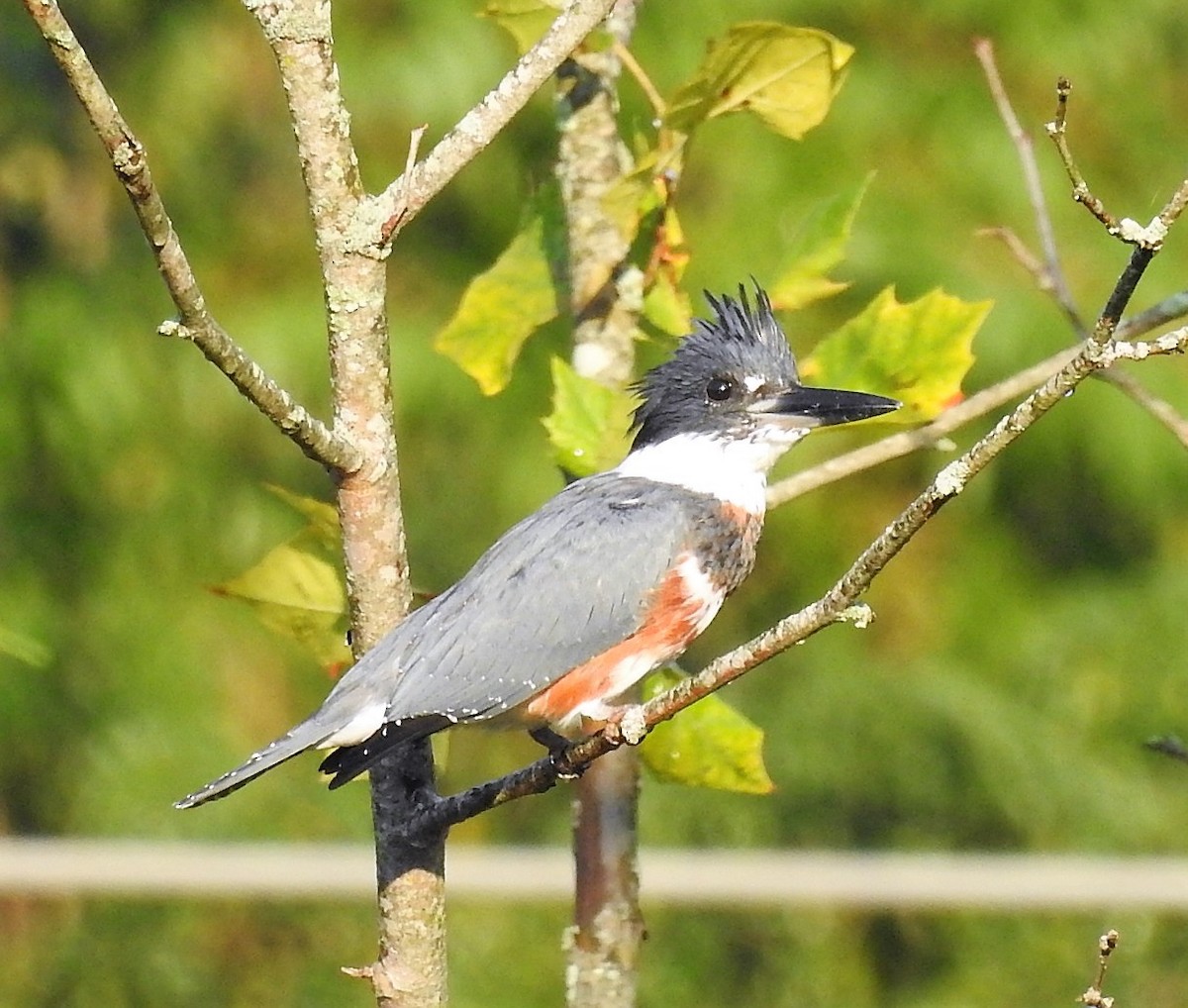 Belted Kingfisher - ML368440271