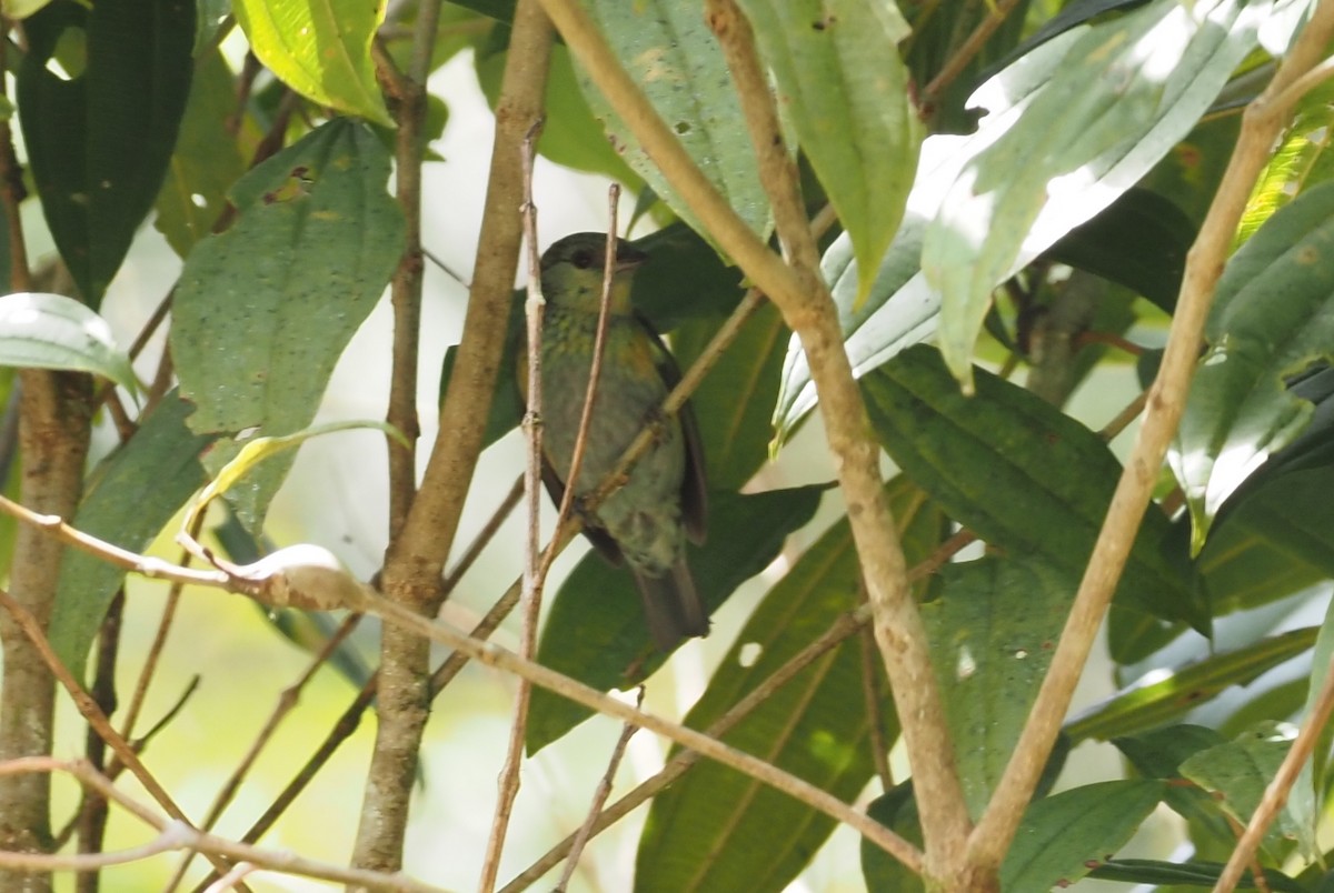 Green-throated Tanager - ML368448311