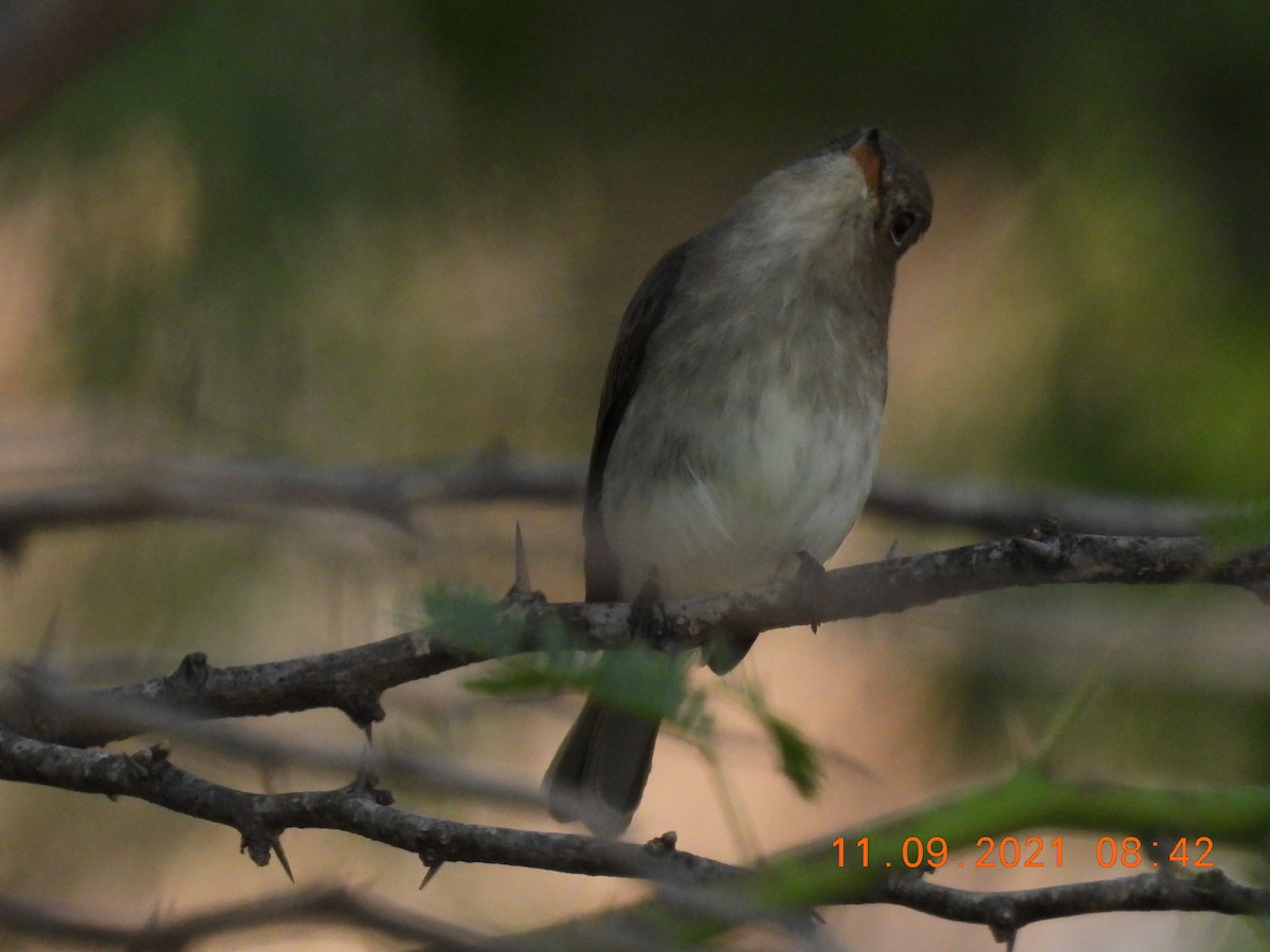Asian Brown Flycatcher - Sudip Simha