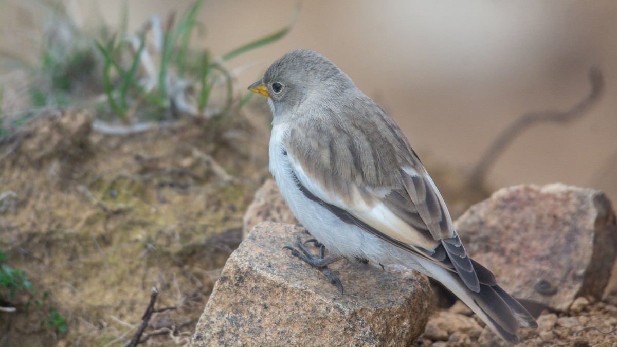 White-winged Snowfinch - ML368457891