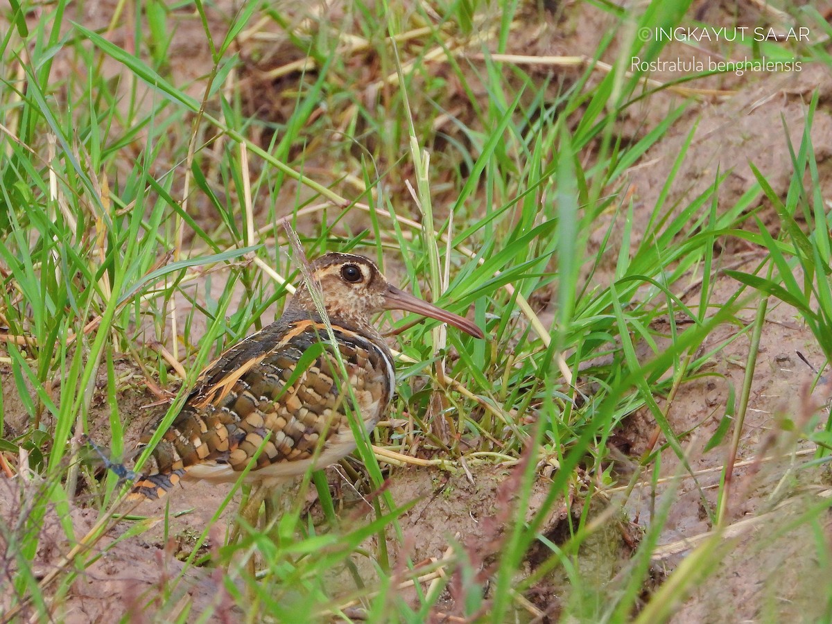 Greater Painted-Snipe - ML368459051
