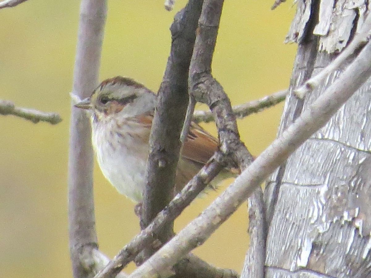Swamp Sparrow - ML36846181