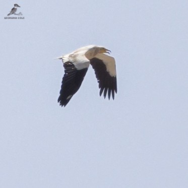 Egyptian Vulture - ML368461831