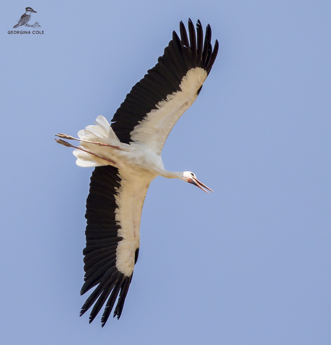 White Stork - ML368464511