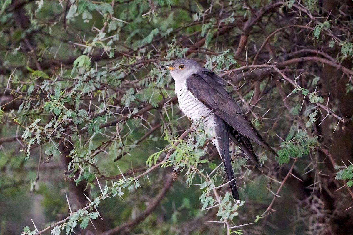 Common Cuckoo - S S Cheema