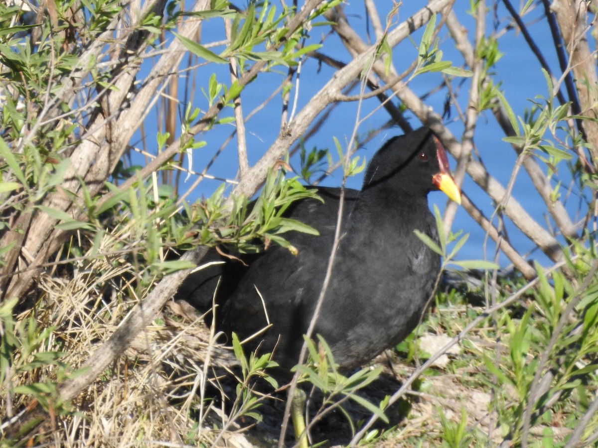 Red-fronted Coot - ML368470181