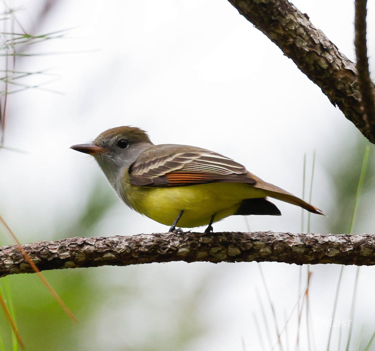Great Crested Flycatcher - Tom Mast
