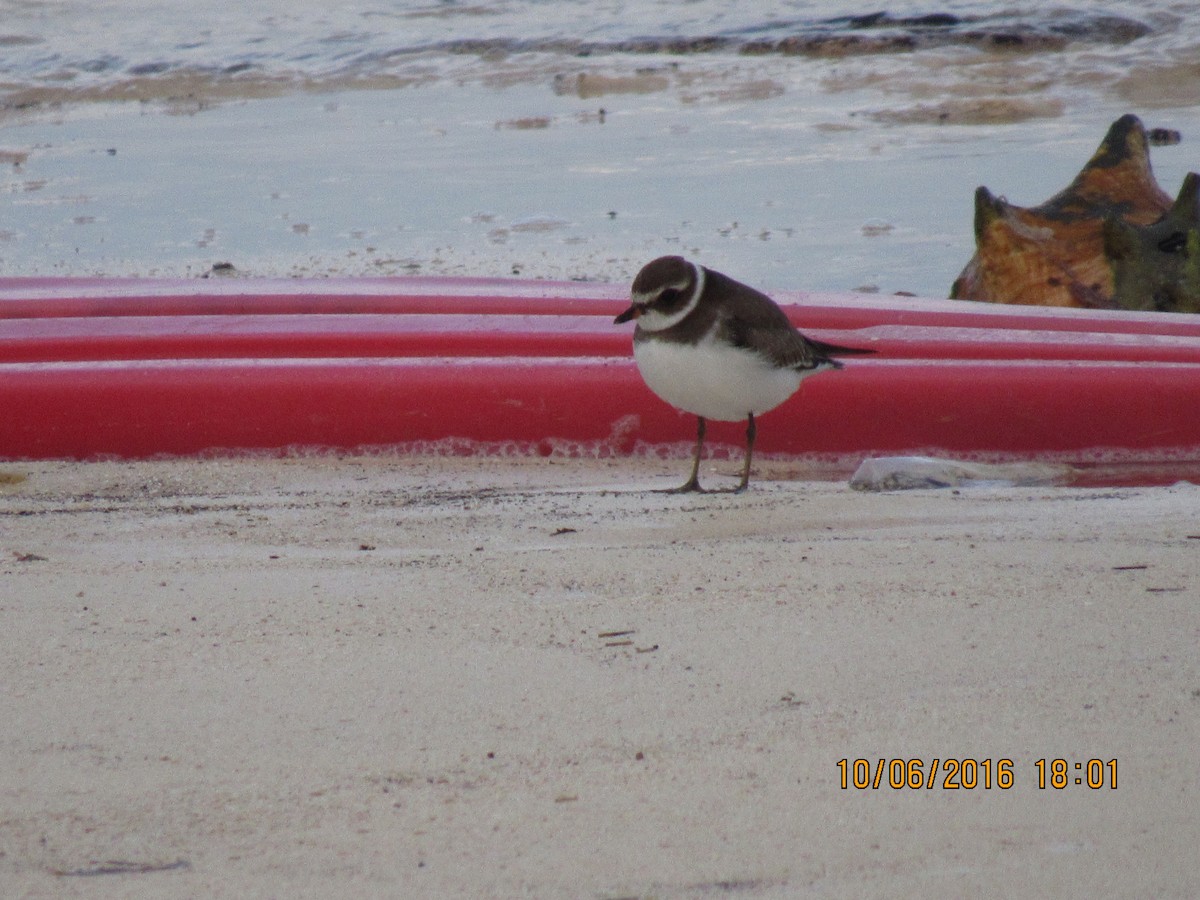 Semipalmated Plover - ML36848331
