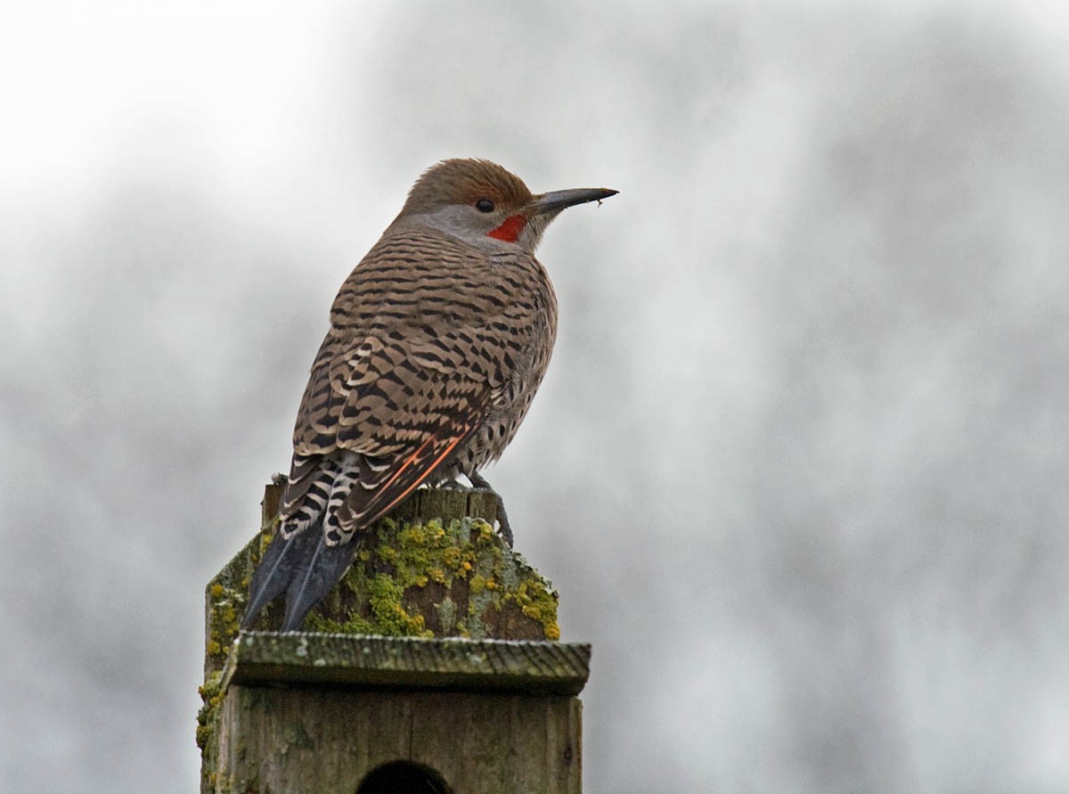 Northern Flicker (Red-shafted) - ML36848351