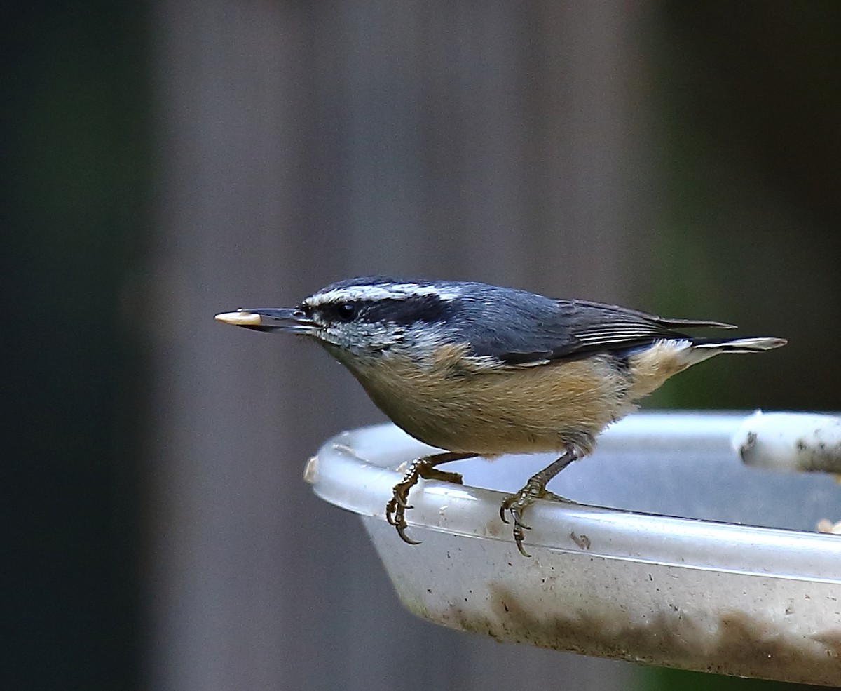 Red-breasted Nuthatch - Stephen Altic