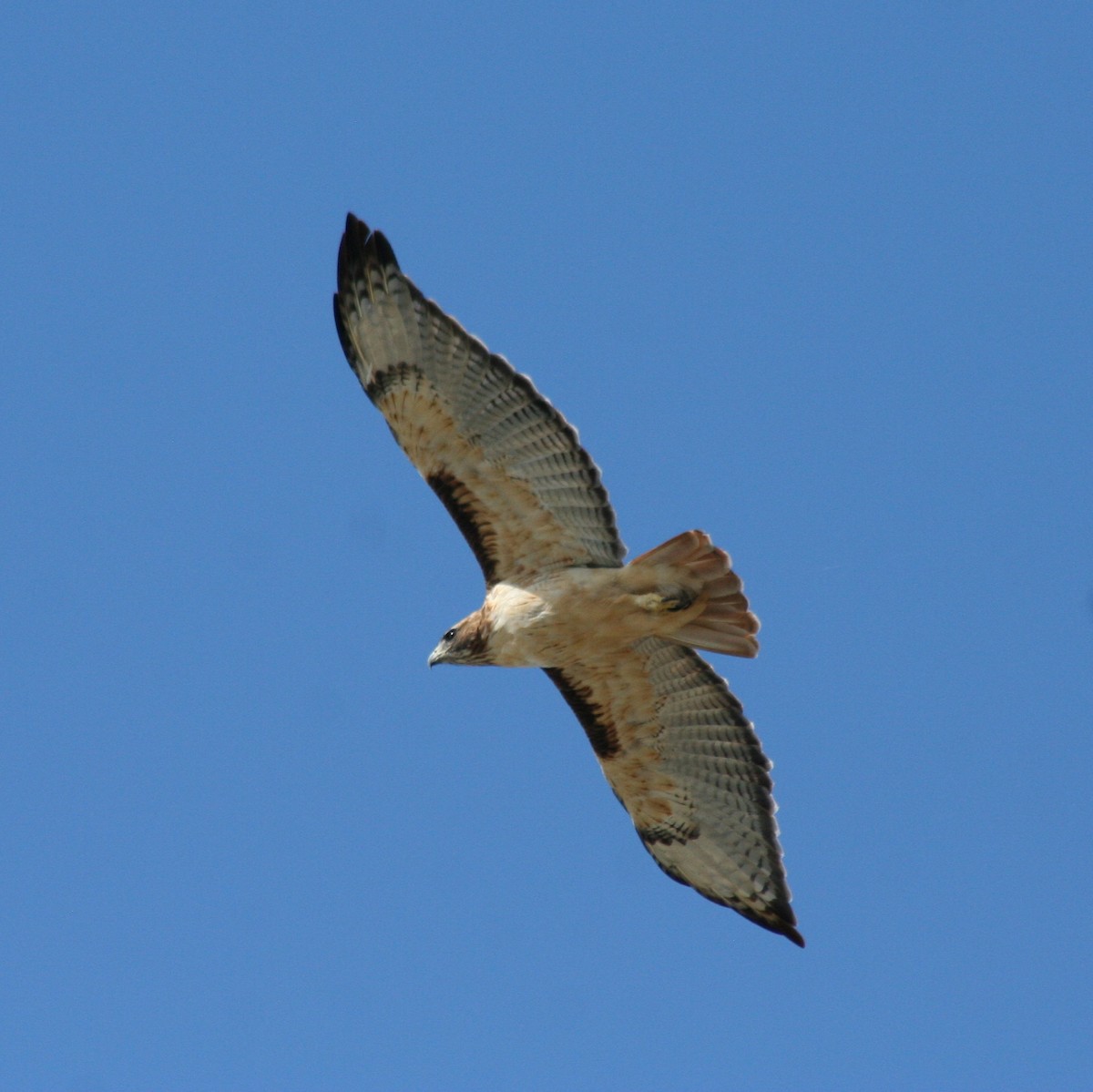 Red-tailed Hawk - ML36848491