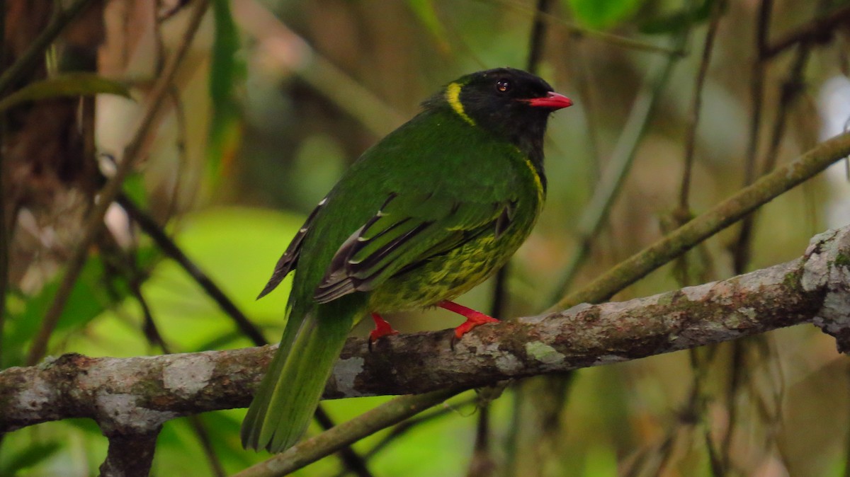 Green-and-black Fruiteater - ML36848811