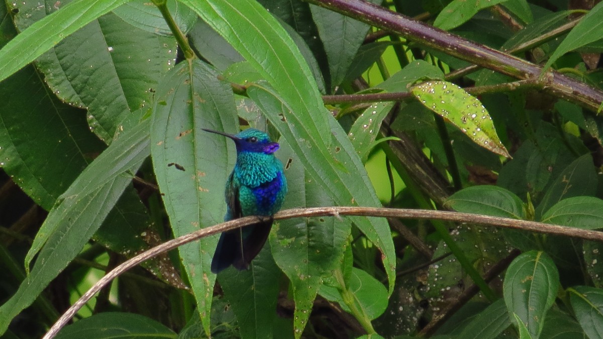 kolibřík modrolící - ML36849841