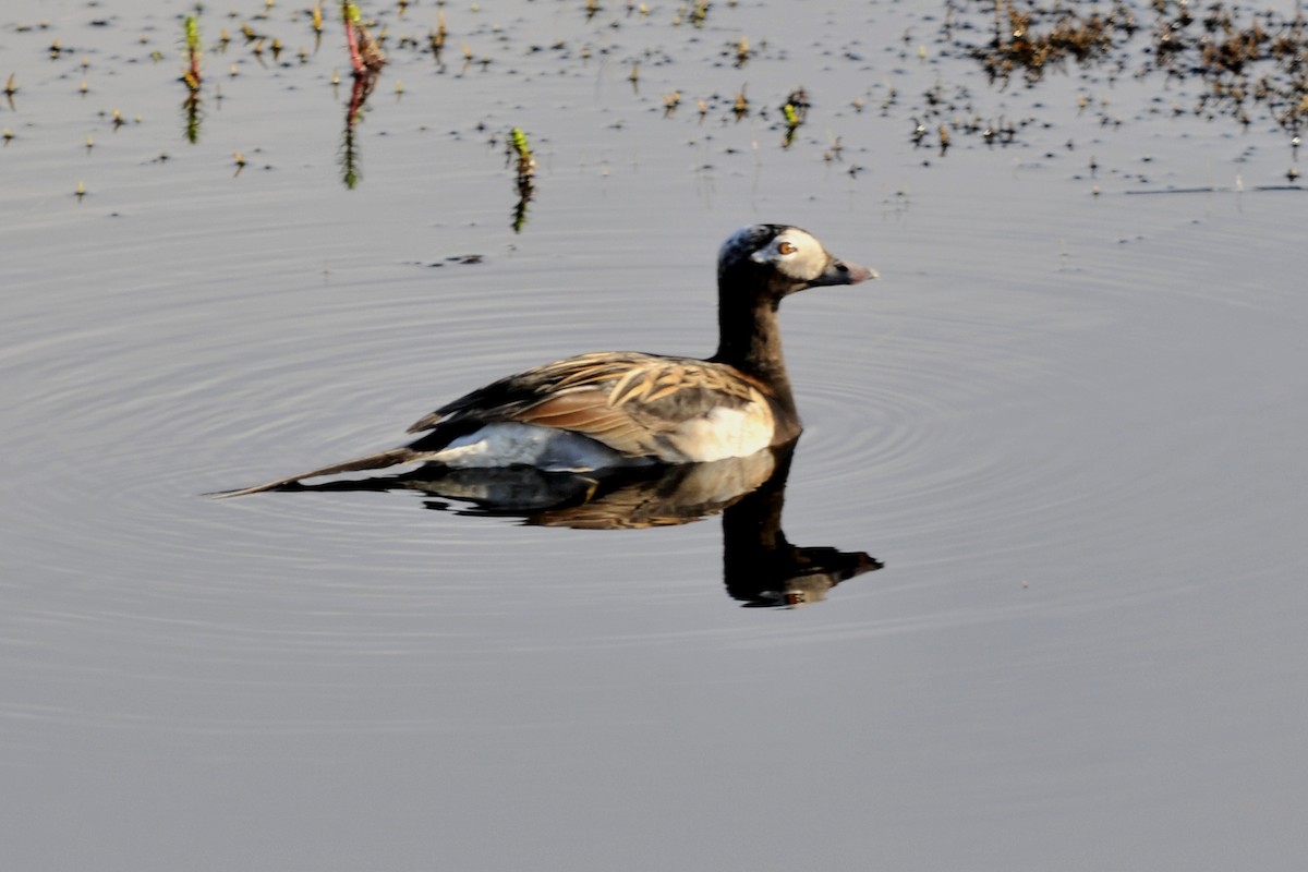 Long-tailed Duck - ML36850061