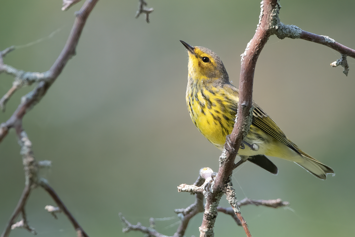 Cape May Warbler - ML368503711