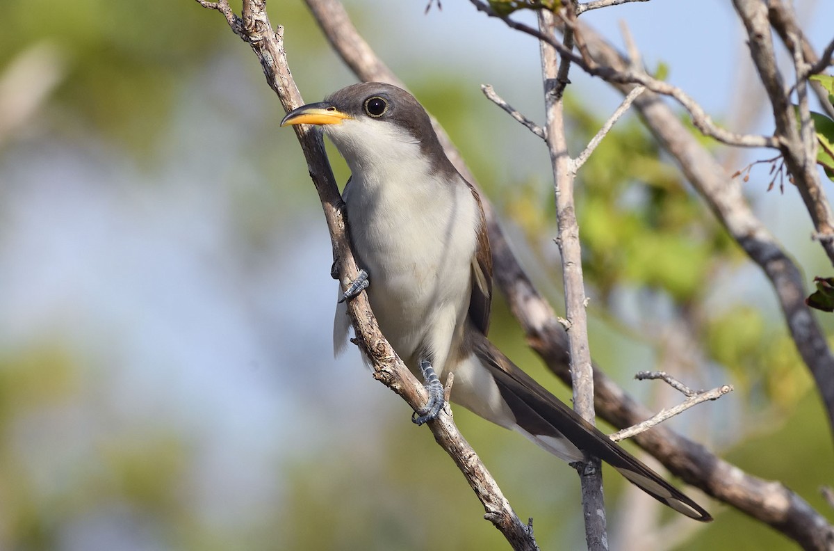 Yellow-billed Cuckoo - Denny Swaby