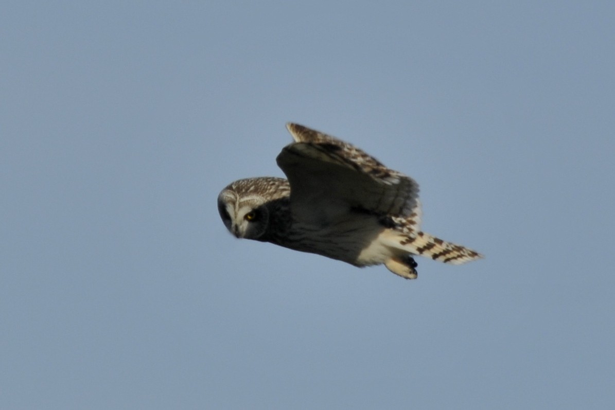 Short-eared Owl - ML36851851