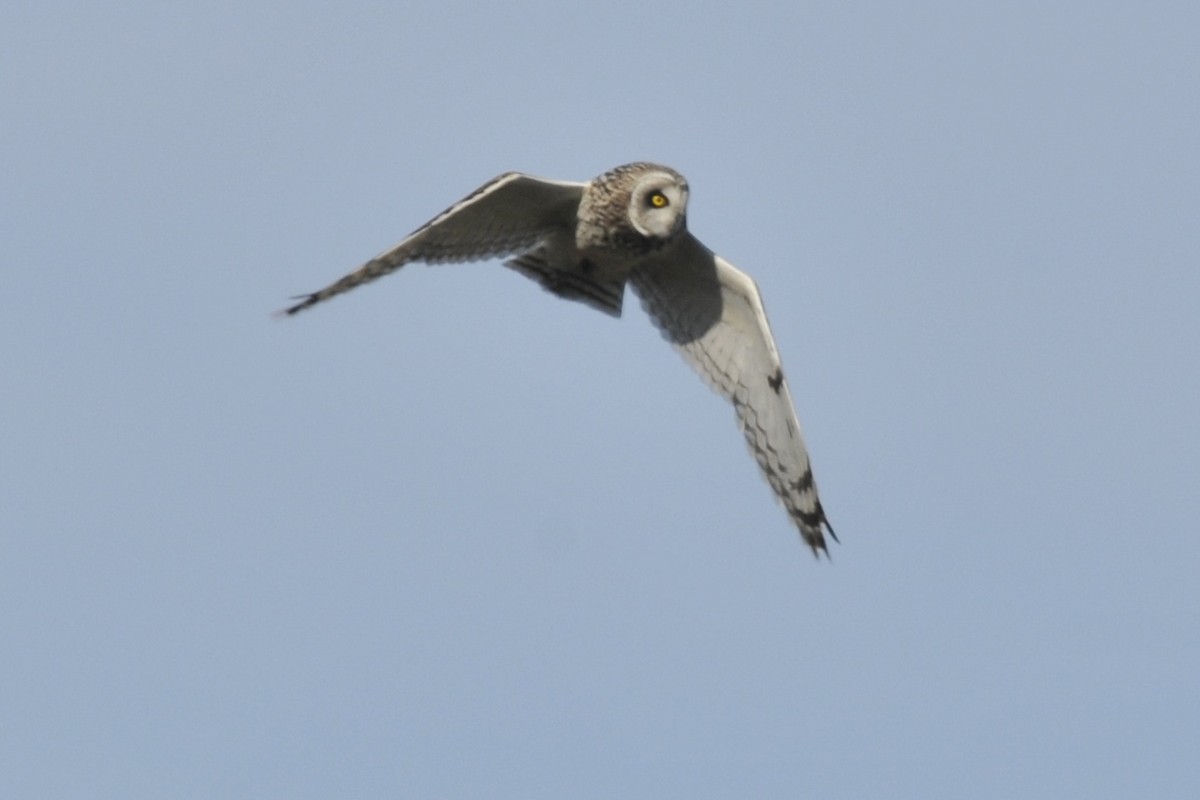 Short-eared Owl - ML36851861