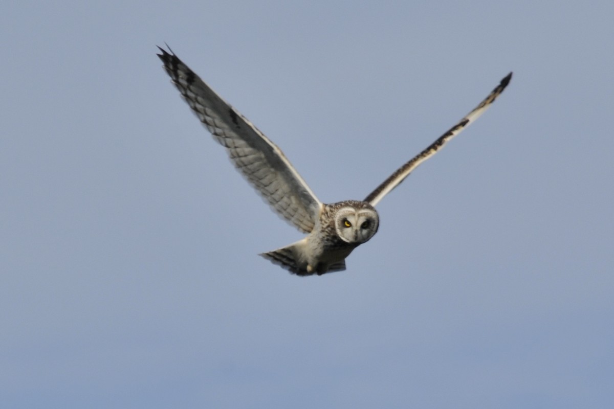 Short-eared Owl - ML36851871