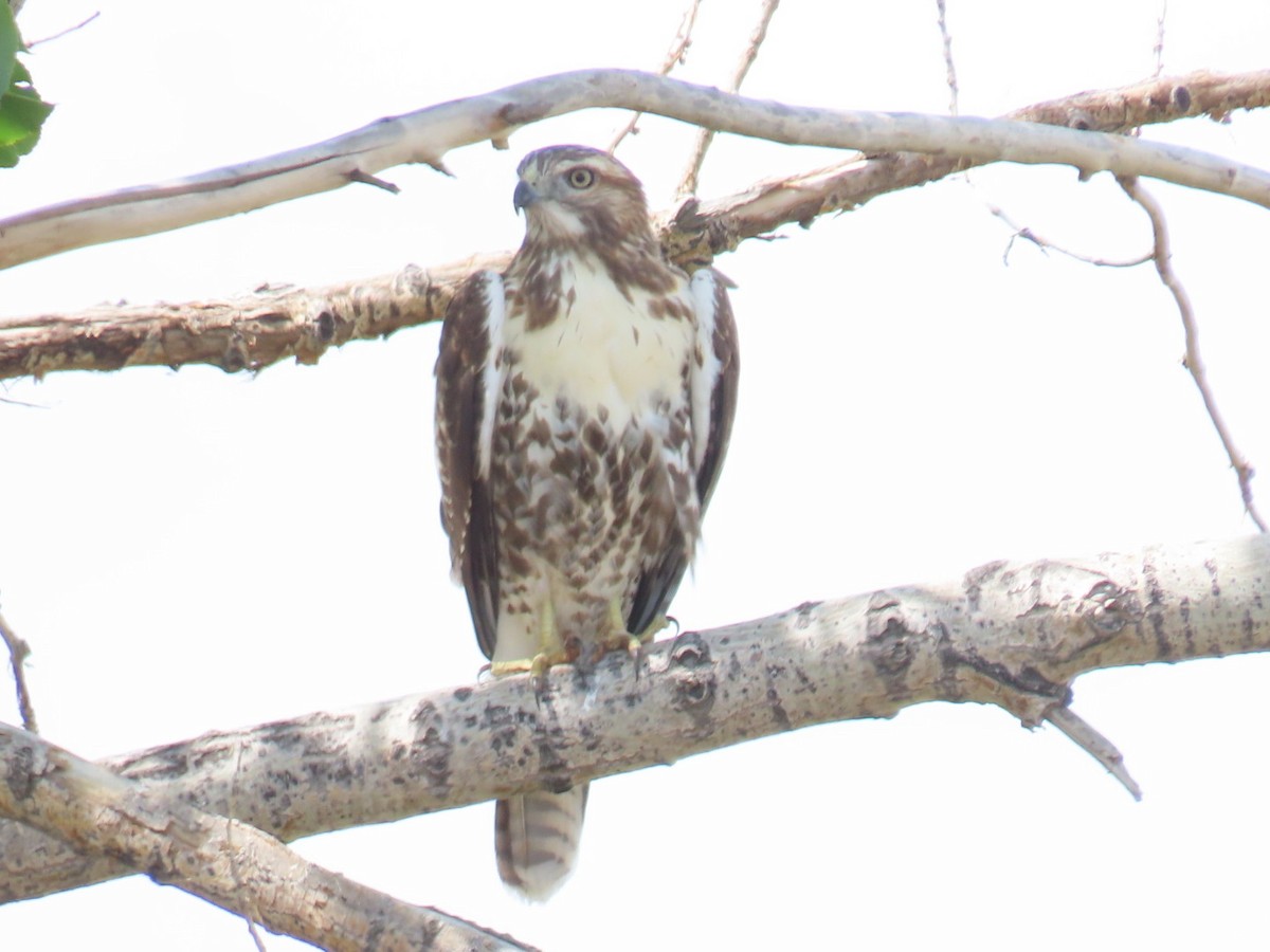 Red-tailed Hawk - ML368523151