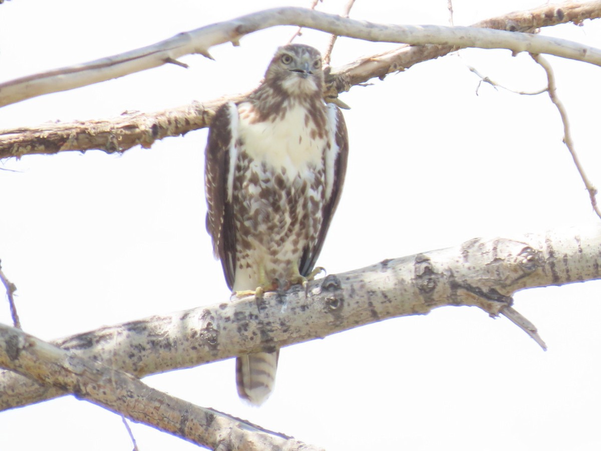 Red-tailed Hawk - ML368523161
