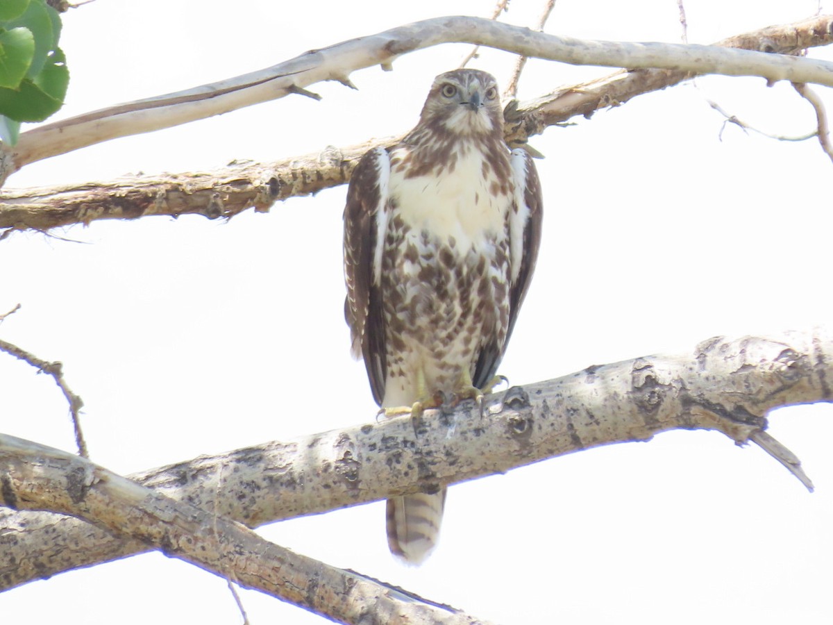 Red-tailed Hawk - ML368523171
