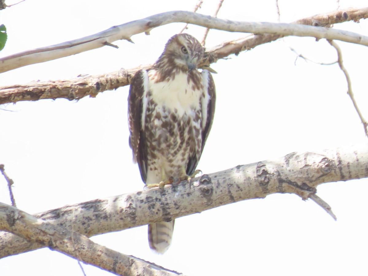 Red-tailed Hawk - ML368523191