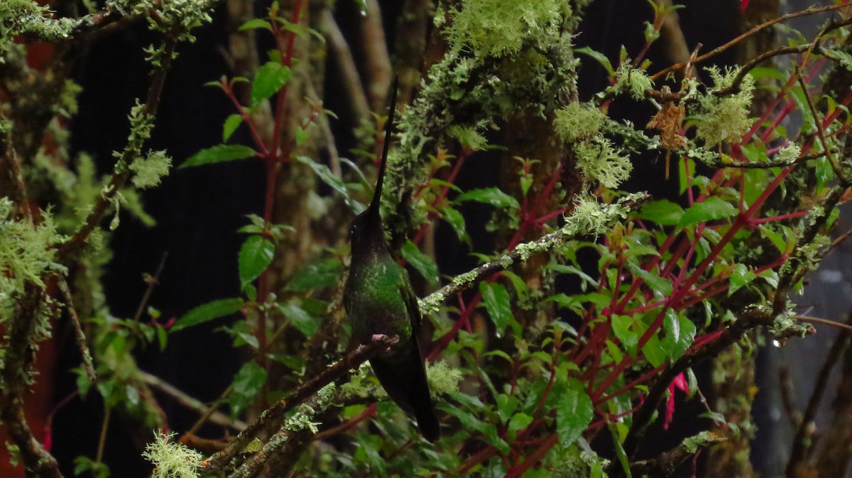 Sword-billed Hummingbird - ML36852381