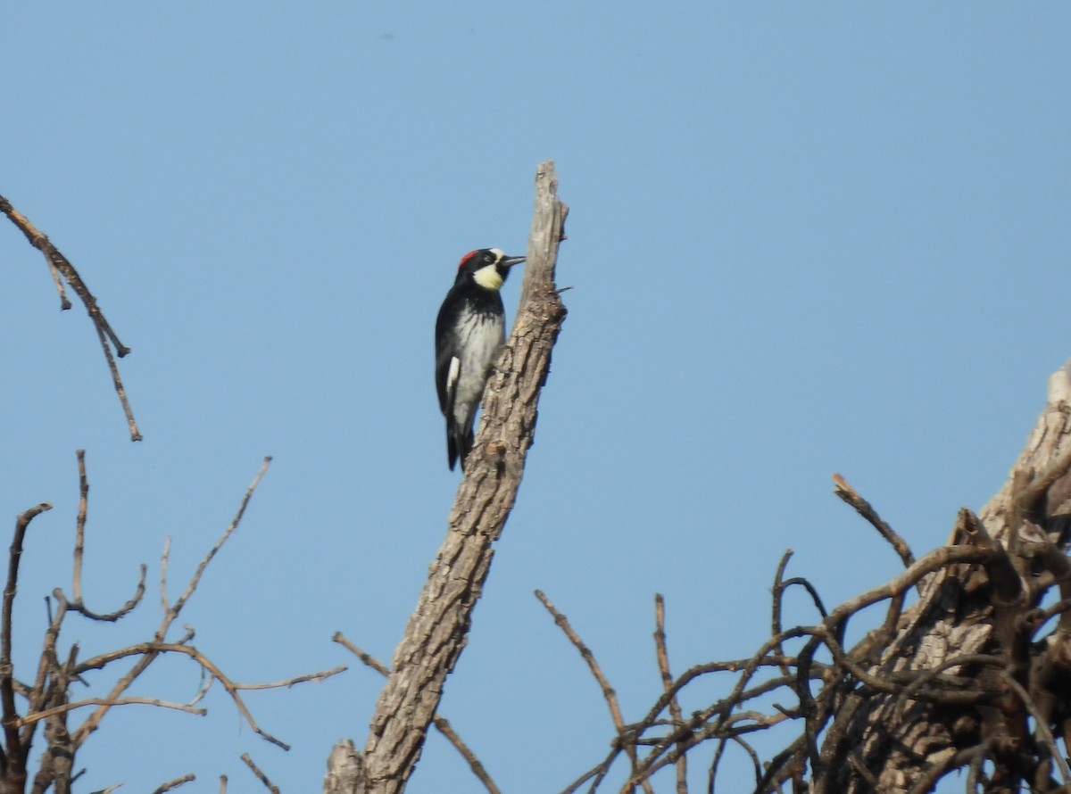 Acorn Woodpecker - ML368525871