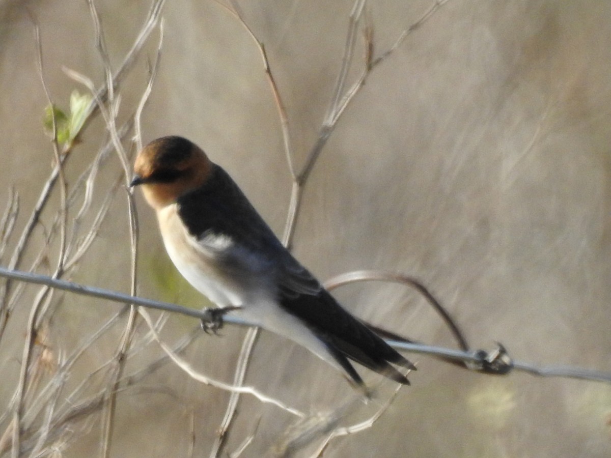 Tawny-headed Swallow - ML368533931