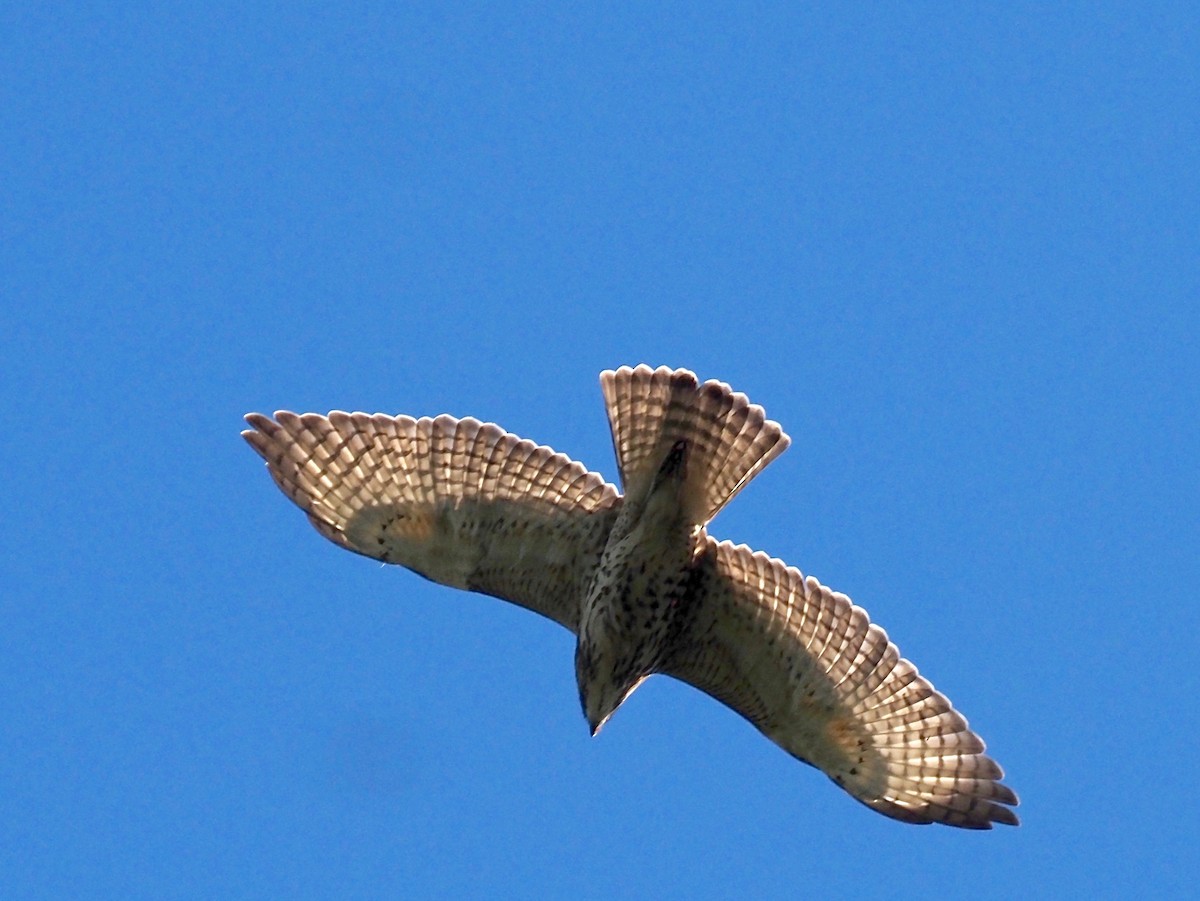 Broad-winged Hawk - ML368536391