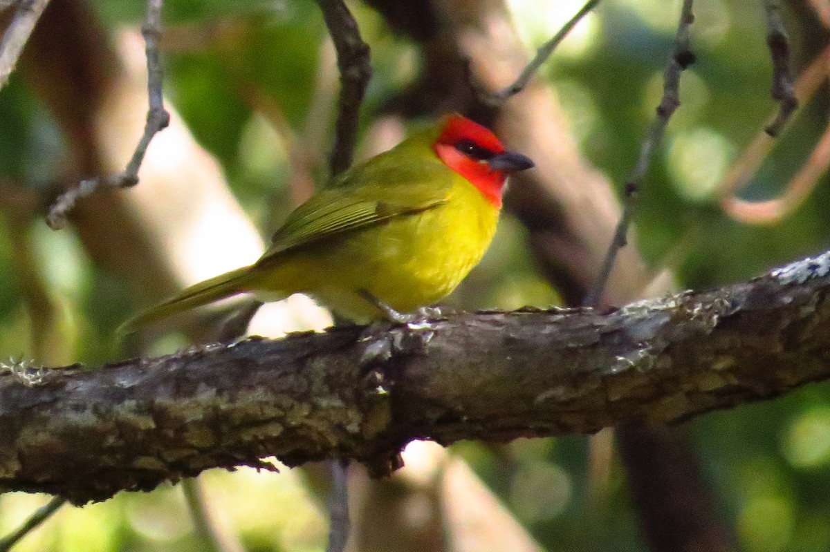 Red-headed Tanager - ML36853731