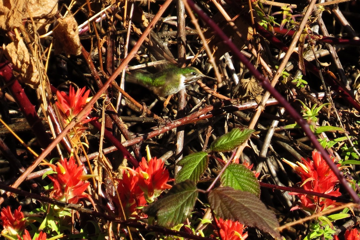 Calliope Hummingbird - ML36854551