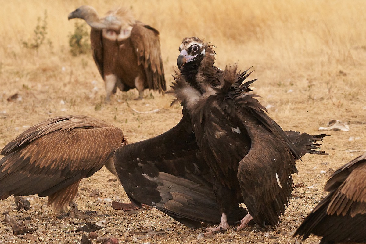 Cinereous Vulture - ML368546381