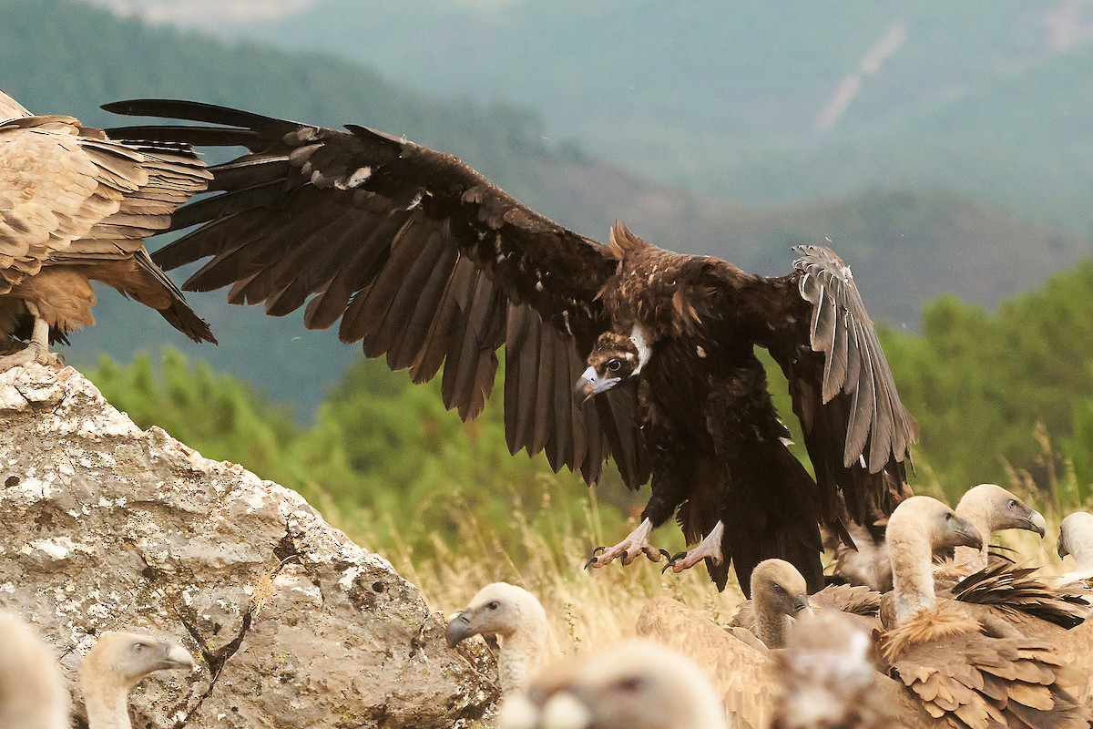 Cinereous Vulture - ML368546461