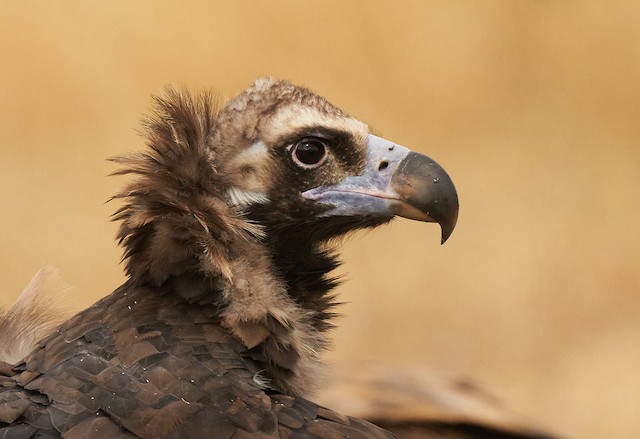 Definitive Basic Cinereous Vulture. - Cinereous Vulture - 