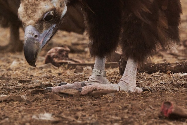 Adult Cinereous Vulture. - Cinereous Vulture - 