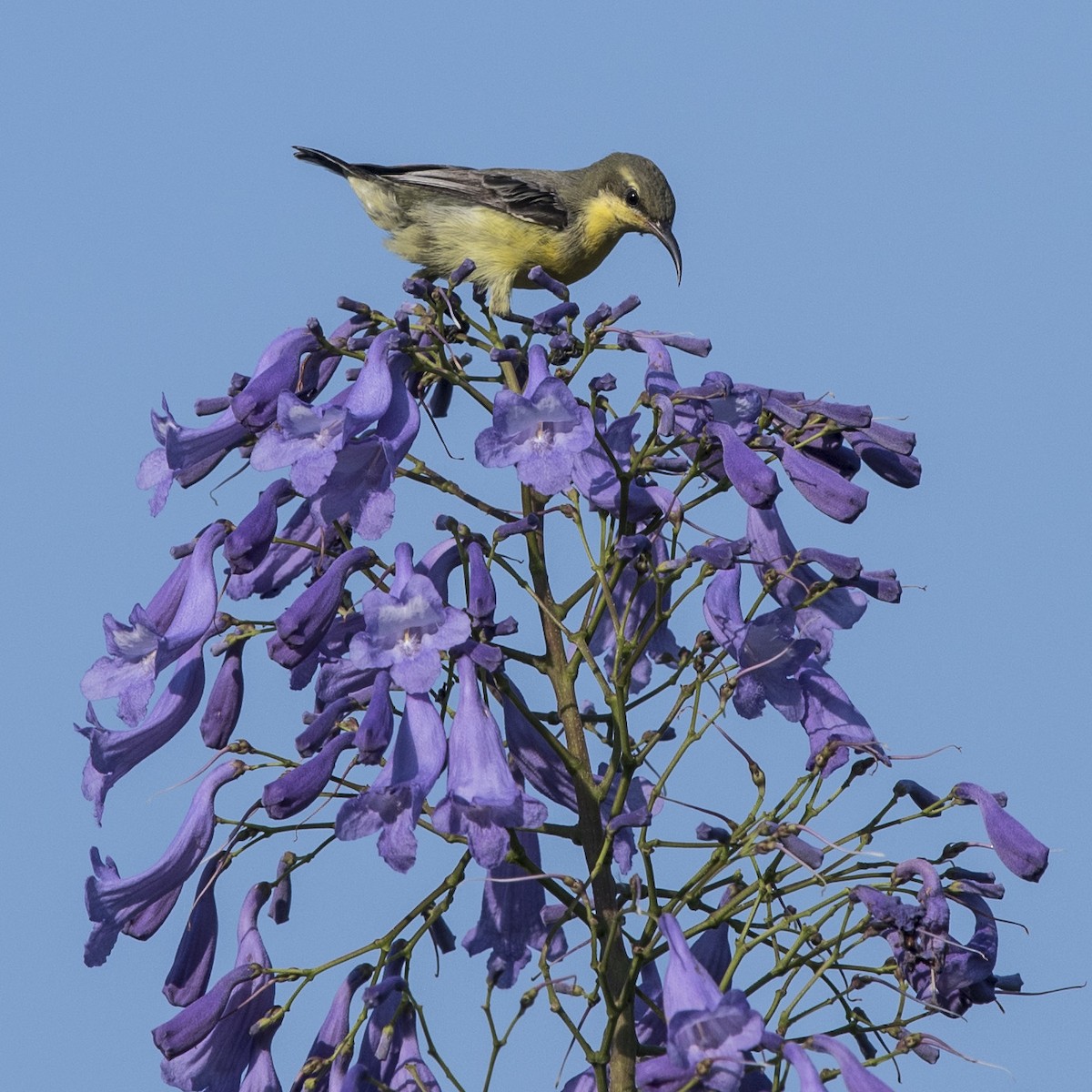 Purple Sunbird - John Longhenry