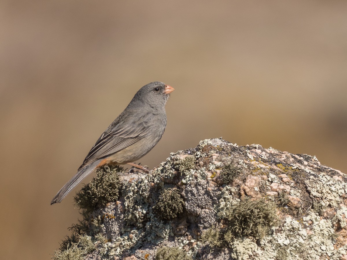 Plain-colored Seedeater - ML368553721