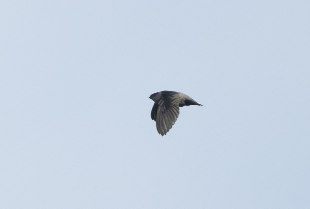 Short-tailed Swift (Tumbes) - John Sterling